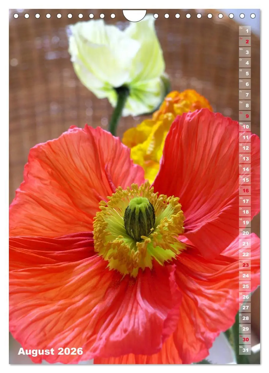 Bild: 9783516381153 | Mohn - Ein Blütentraum (Wandkalender 2026 DIN A4 hoch), CALVENDO...