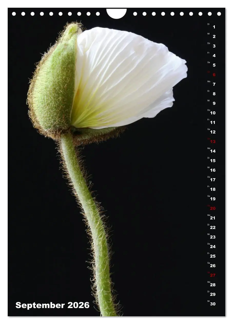 Bild: 9783516381153 | Mohn - Ein Blütentraum (Wandkalender 2026 DIN A4 hoch), CALVENDO...