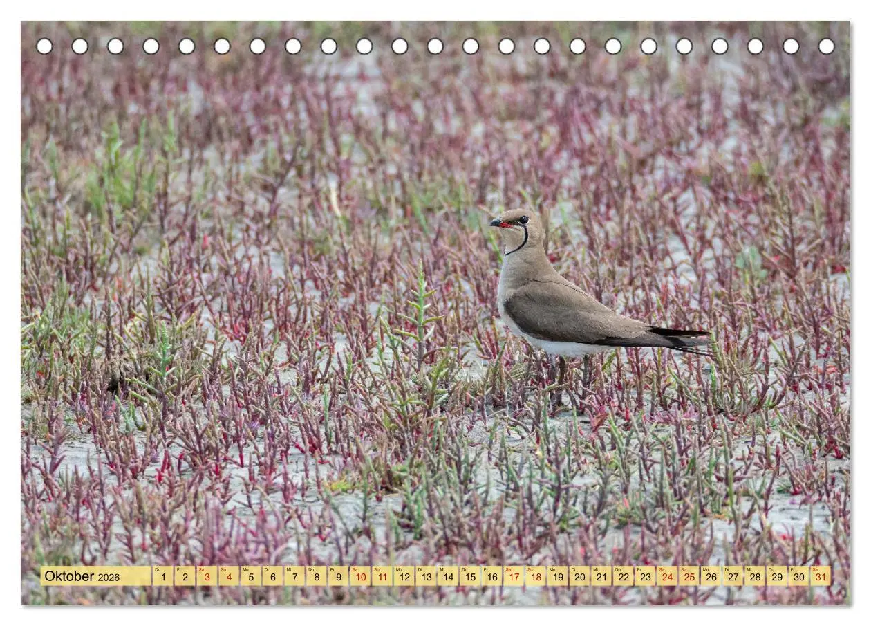 Bild: 9783457591253 | Donaudelta - Europas großes Vogelparadies (Tischkalender 2026 DIN...