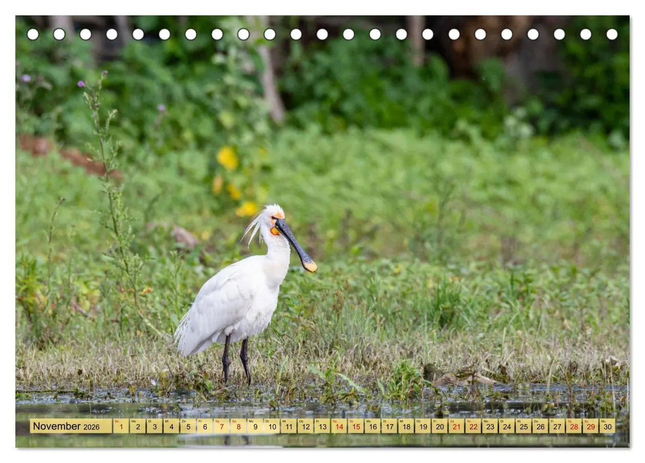 Bild: 9783457591253 | Donaudelta - Europas großes Vogelparadies (Tischkalender 2026 DIN...
