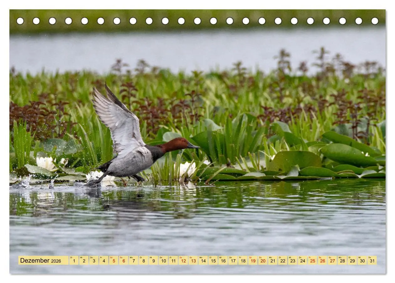 Bild: 9783457591253 | Donaudelta - Europas großes Vogelparadies (Tischkalender 2026 DIN...