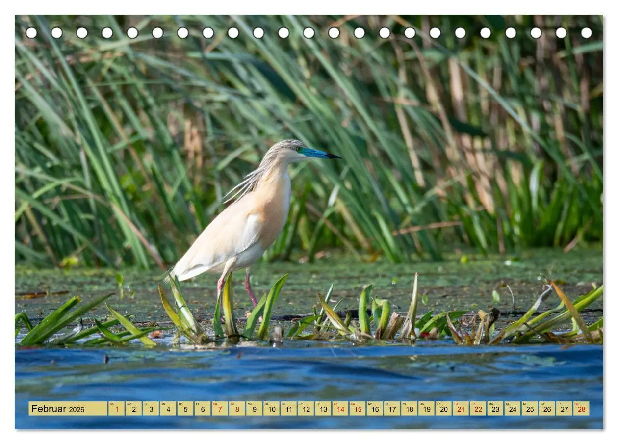 Bild: 9783457591253 | Donaudelta - Europas großes Vogelparadies (Tischkalender 2026 DIN...