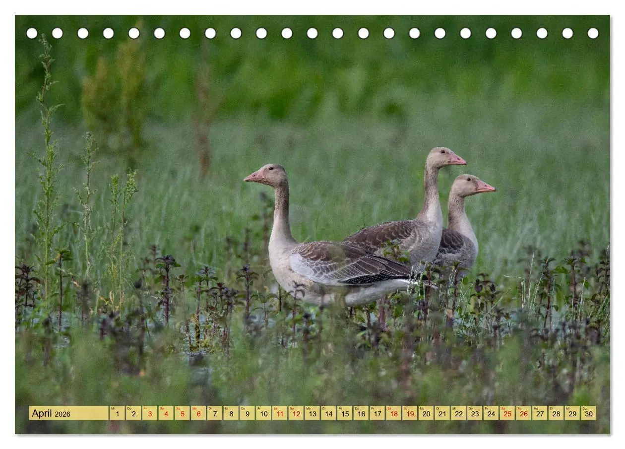 Bild: 9783457591253 | Donaudelta - Europas großes Vogelparadies (Tischkalender 2026 DIN...