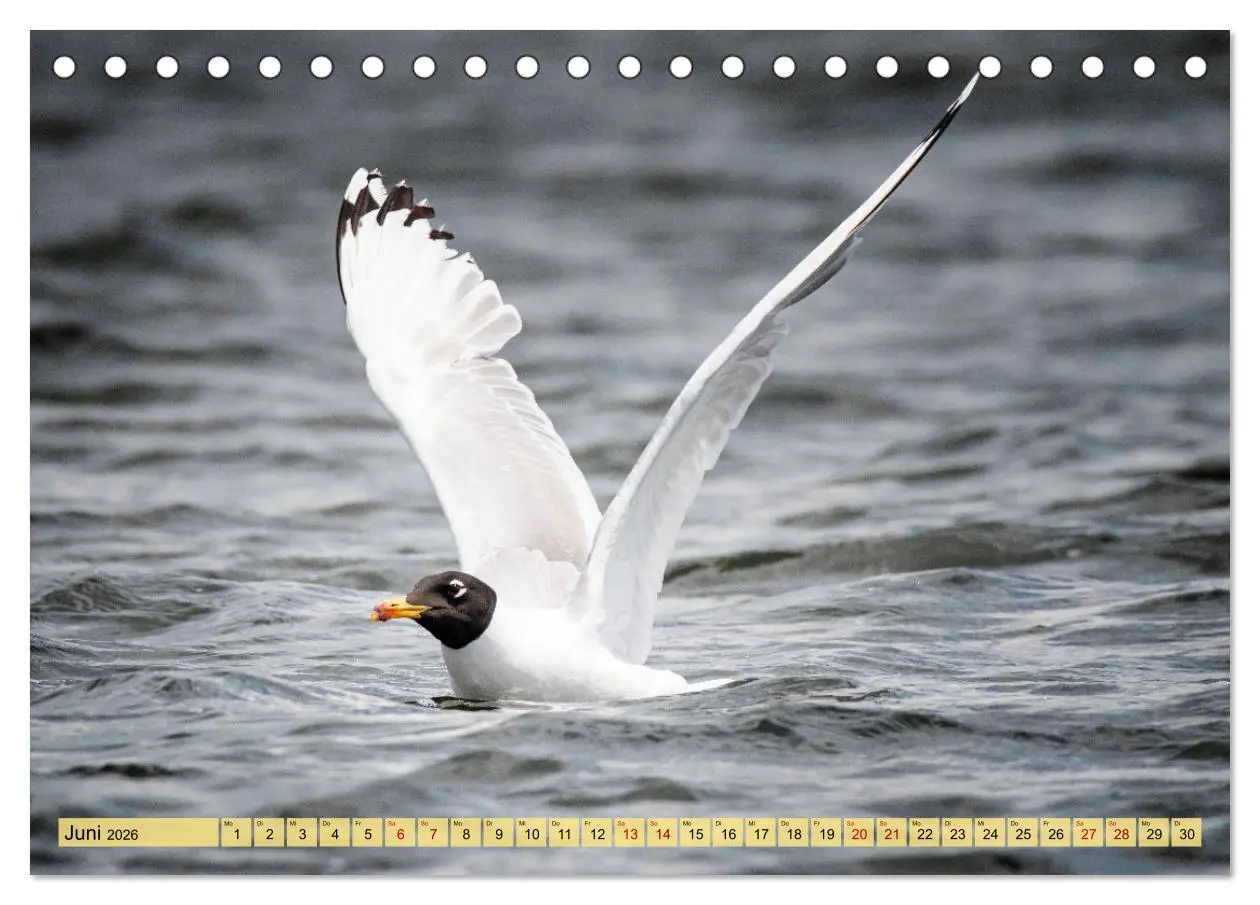 Bild: 9783457591253 | Donaudelta - Europas großes Vogelparadies (Tischkalender 2026 DIN...