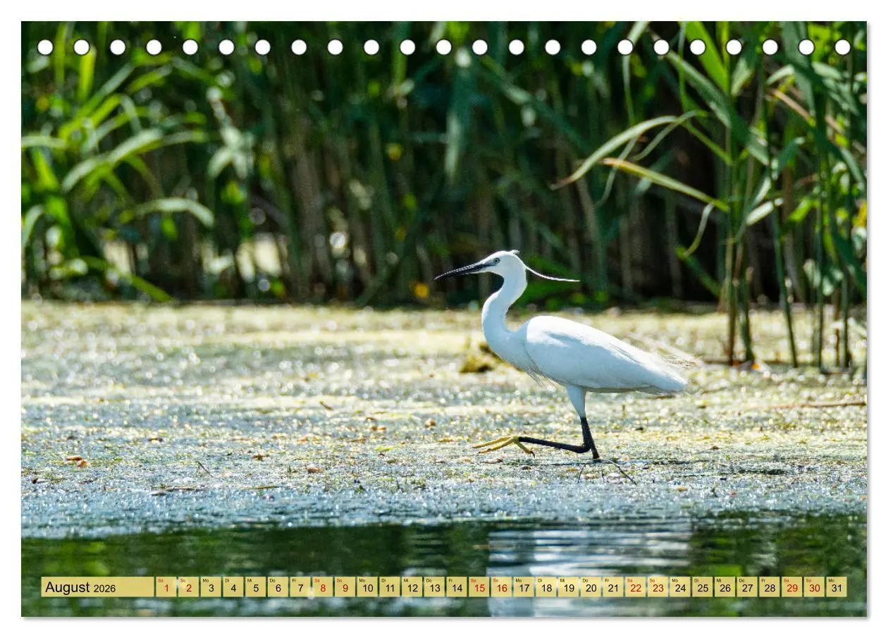 Bild: 9783457591253 | Donaudelta - Europas großes Vogelparadies (Tischkalender 2026 DIN...