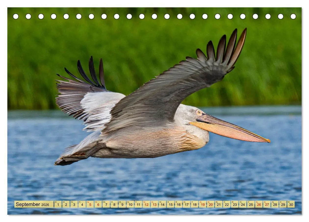 Bild: 9783457591253 | Donaudelta - Europas großes Vogelparadies (Tischkalender 2026 DIN...