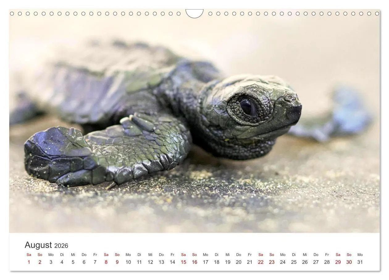 Bild: 9783457561553 | Nicaragua - Impressionen von Land und Tierwelt. (Wandkalender 2026...