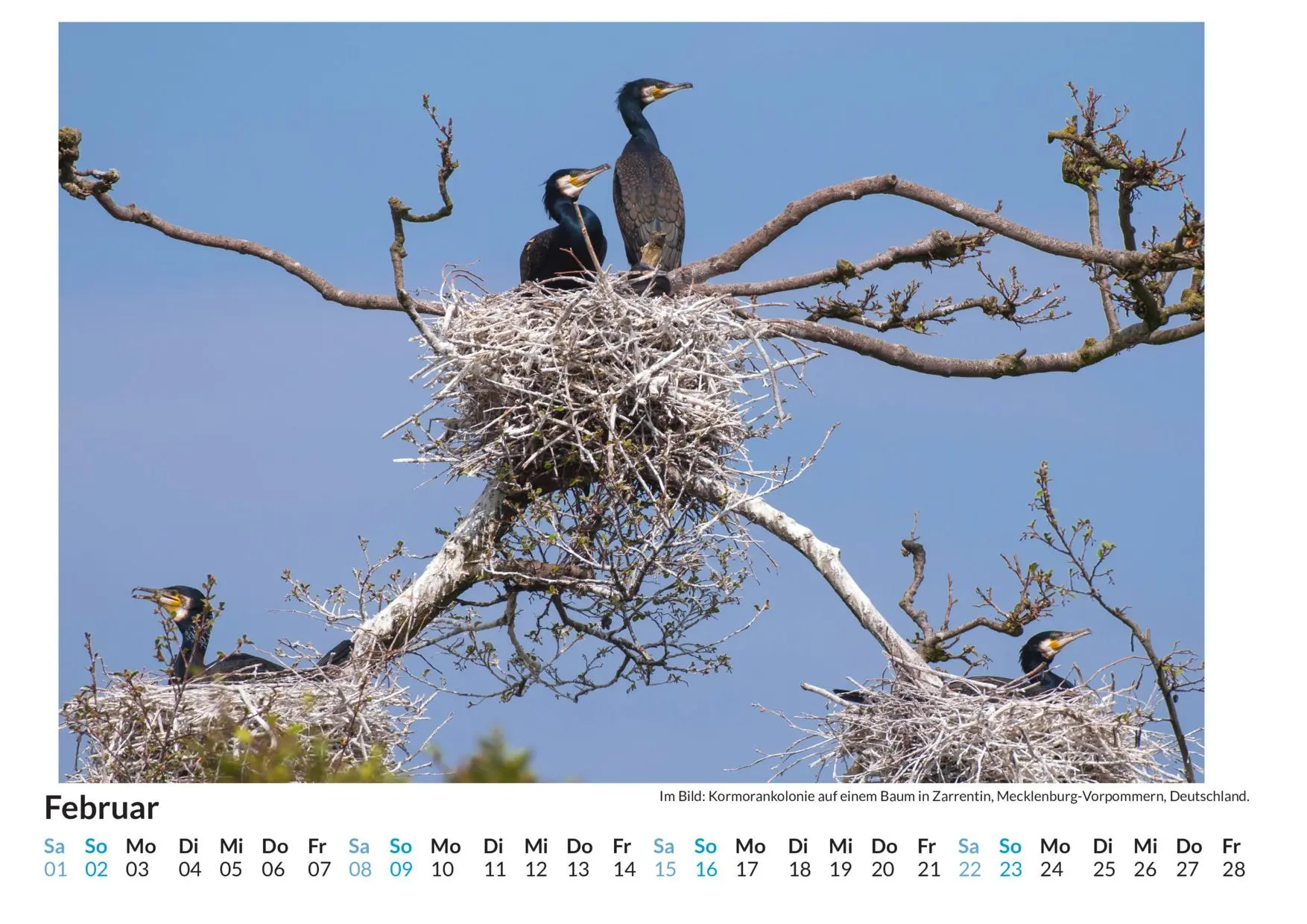 Bild: 9783759121653 | Vogelnester - (Wandkalender 2025, Kalender DIN A4 quer,...
