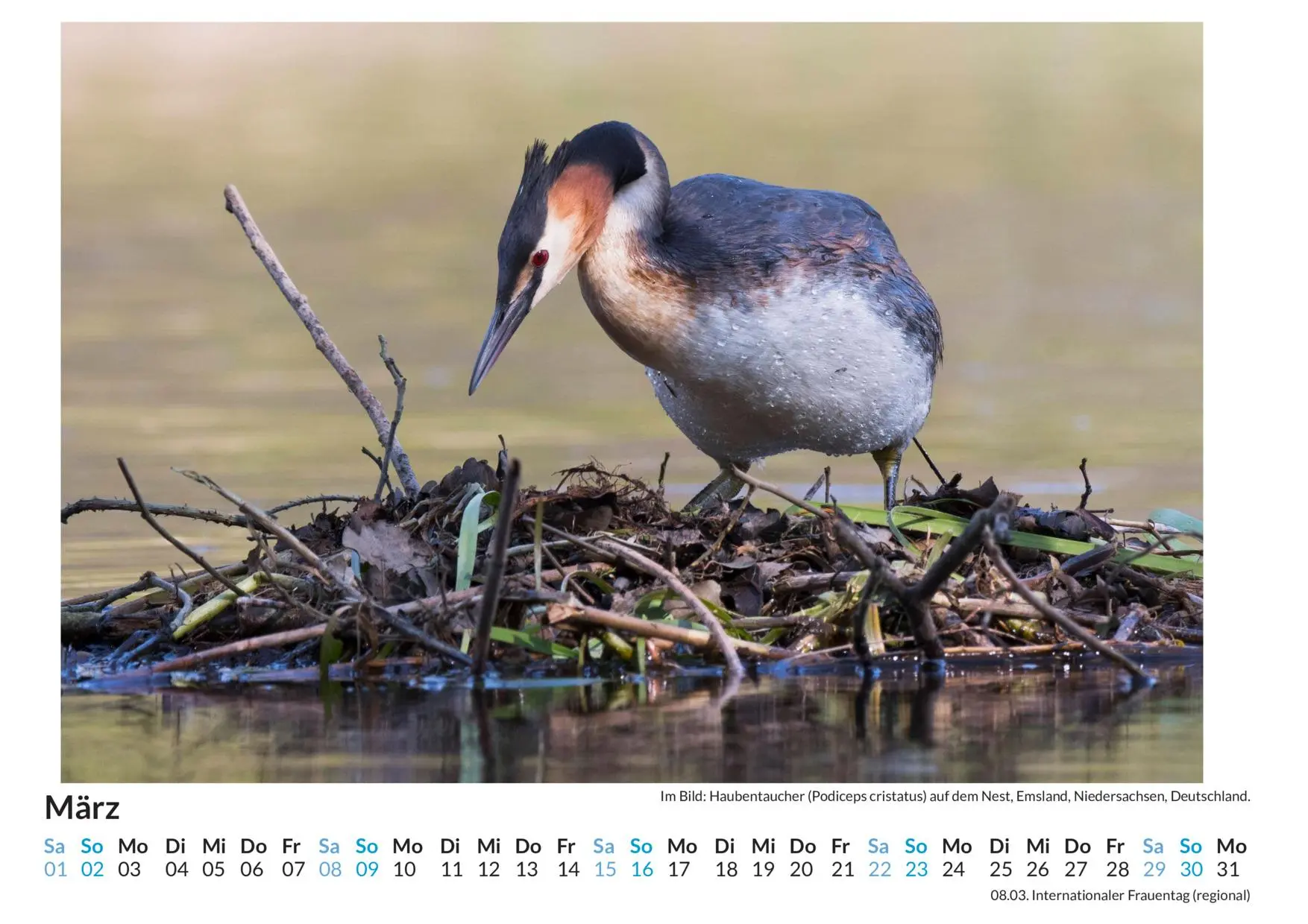 Bild: 9783759121653 | Vogelnester - (Wandkalender 2025, Kalender DIN A4 quer,...