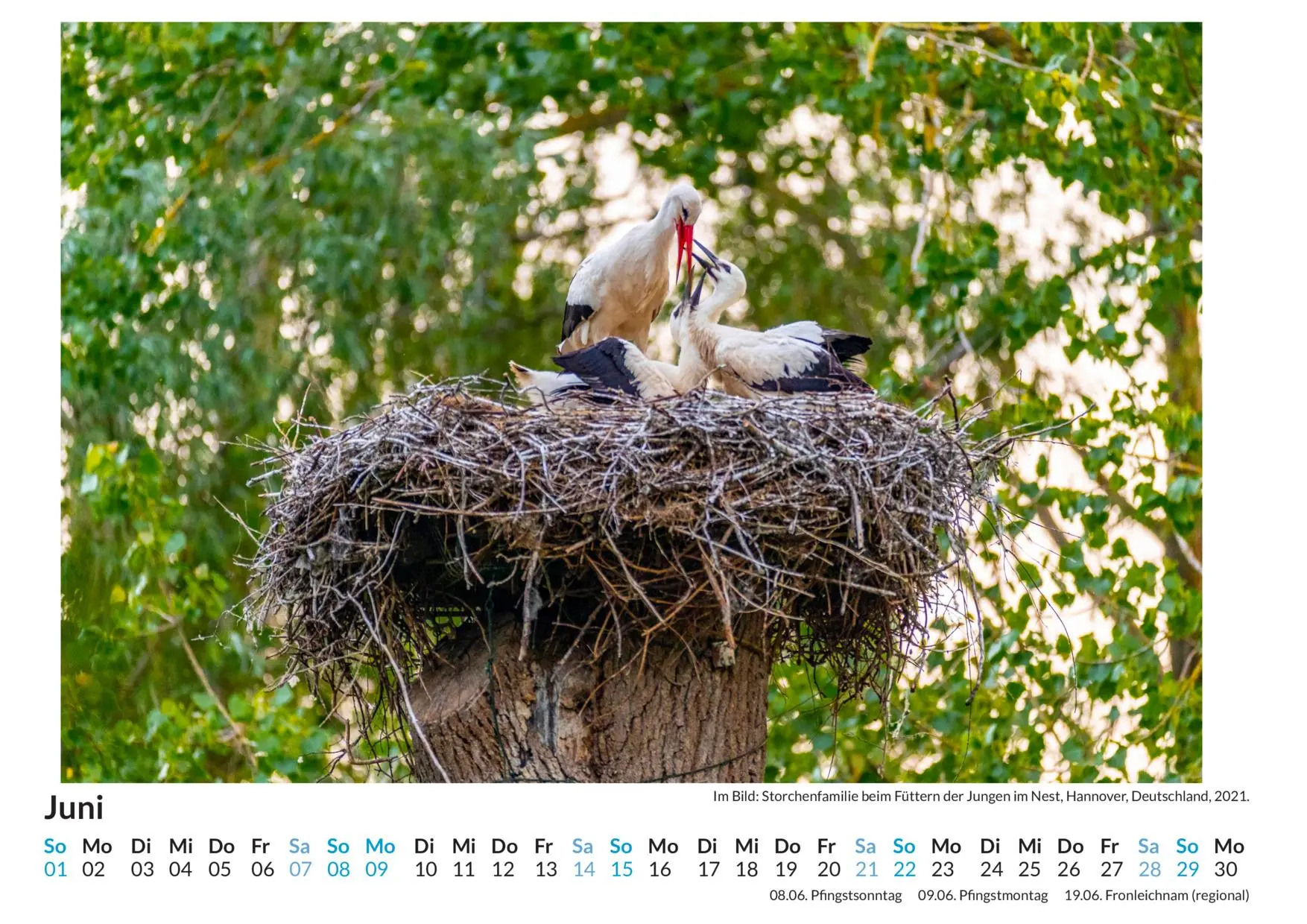Bild: 9783759121653 | Vogelnester - (Wandkalender 2025, Kalender DIN A4 quer,...