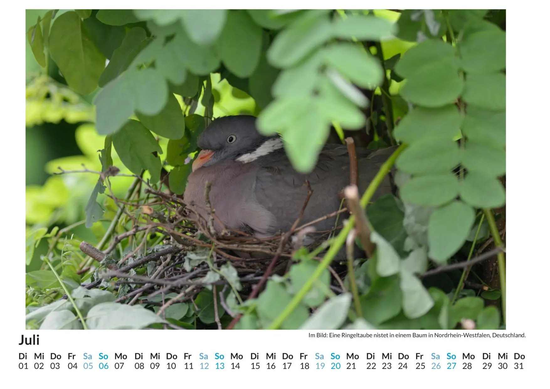 Bild: 9783759121653 | Vogelnester - (Wandkalender 2025, Kalender DIN A4 quer,...