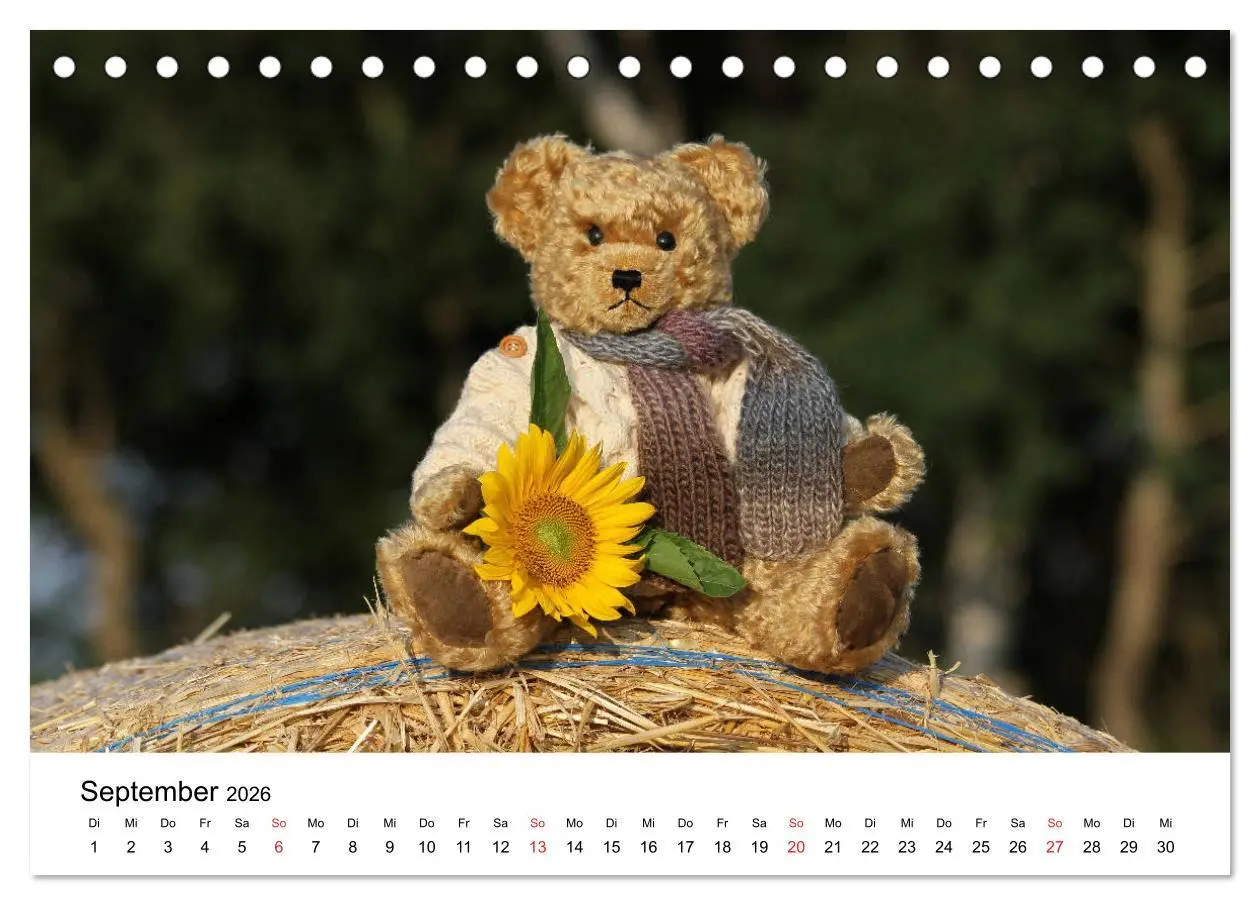 Bild: 9783457771853 | Teddys...jeder liebt sie (Tischkalender 2026 DIN A5 quer), CALVENDO...