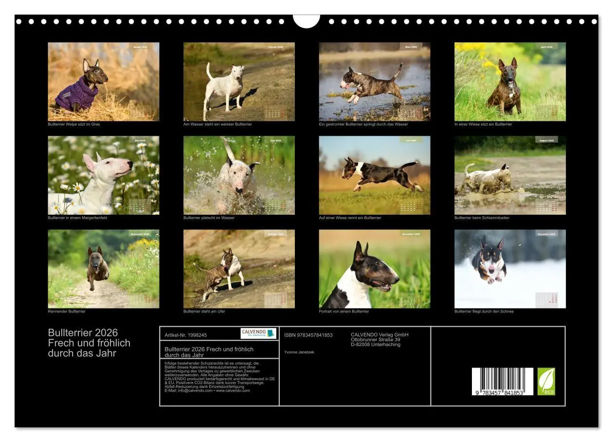 Bild: 9783457841853 | Bullterrier 2026 Frech und fröhlich durch das Jahr (Wandkalender...