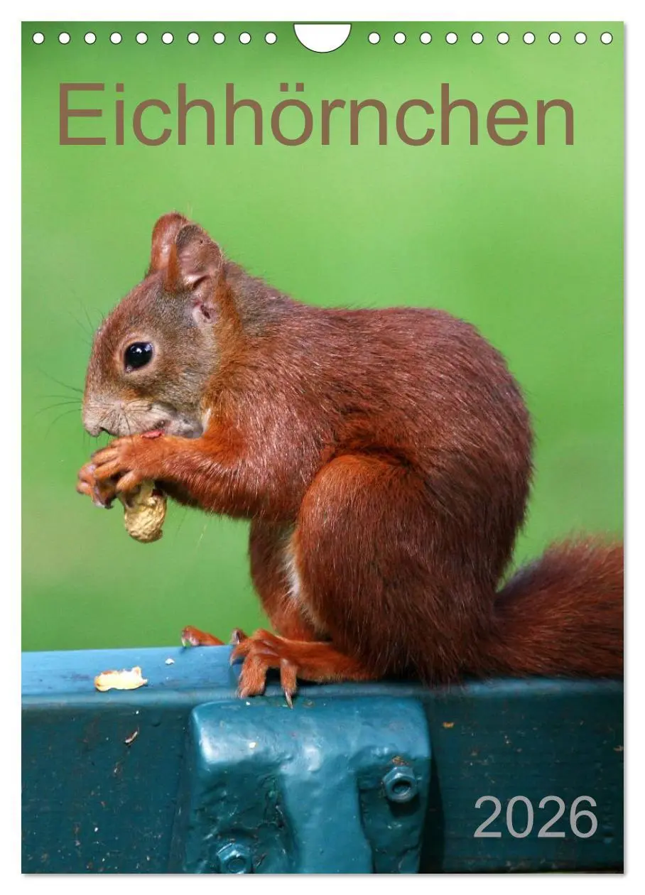 Cover: 9783516481853 | Eichhörnchen (Wandkalender 2026 DIN A4 hoch), CALVENDO Monatskalender