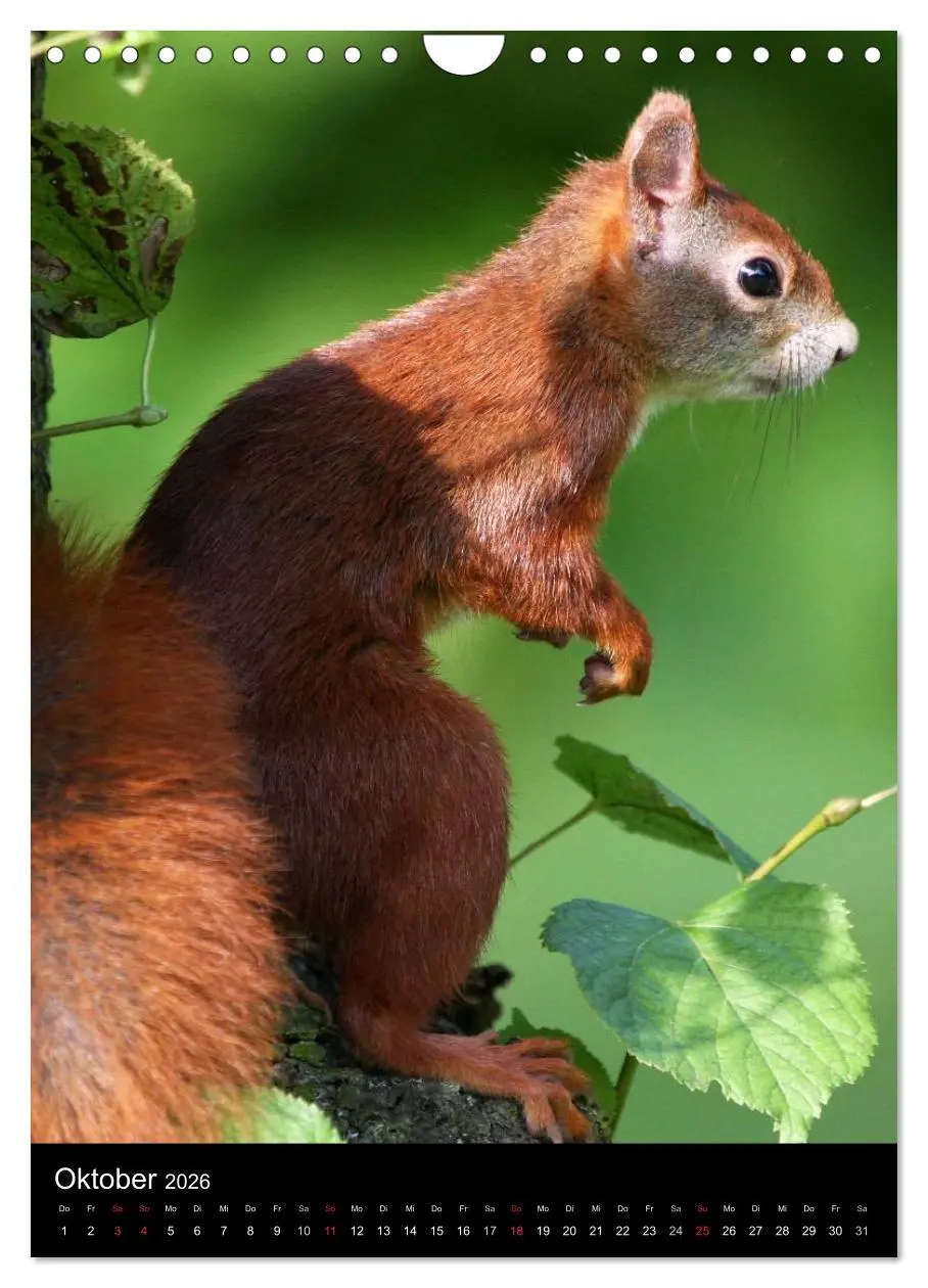 Bild: 9783516481853 | Eichhörnchen (Wandkalender 2026 DIN A4 hoch), CALVENDO Monatskalender