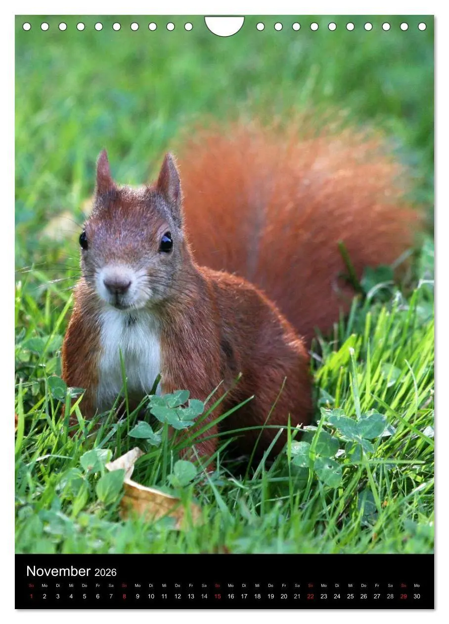 Bild: 9783516481853 | Eichhörnchen (Wandkalender 2026 DIN A4 hoch), CALVENDO Monatskalender