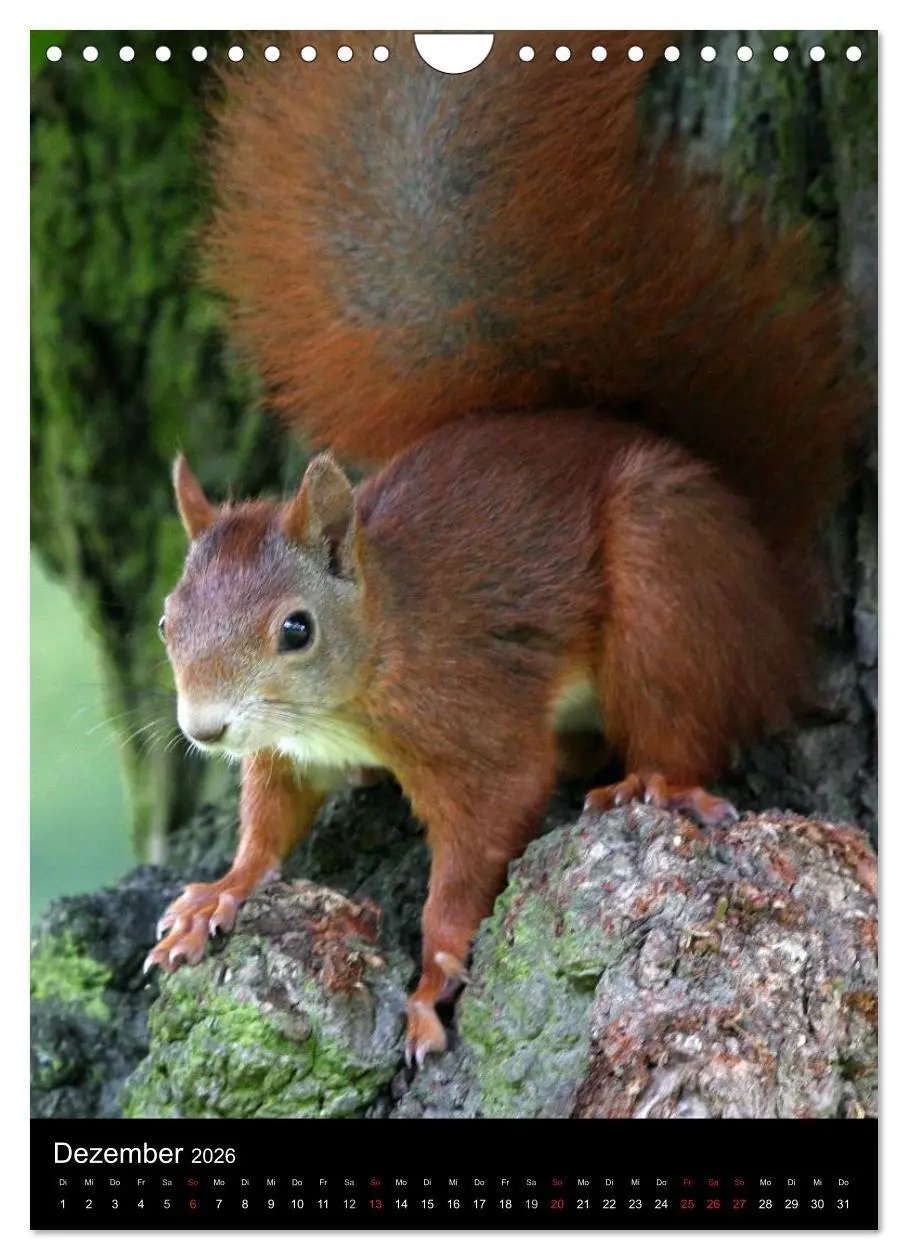 Bild: 9783516481853 | Eichhörnchen (Wandkalender 2026 DIN A4 hoch), CALVENDO Monatskalender