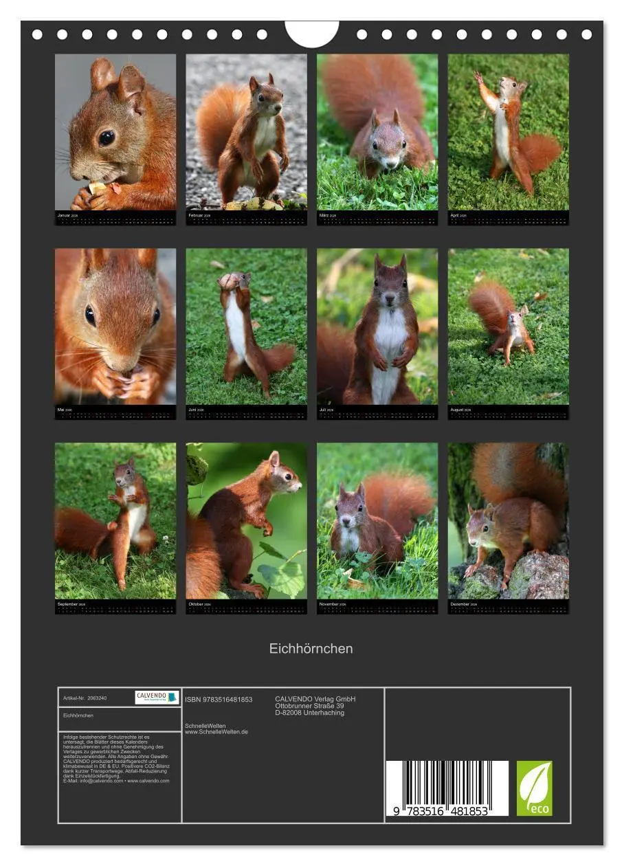 Bild: 9783516481853 | Eichhörnchen (Wandkalender 2026 DIN A4 hoch), CALVENDO Monatskalender