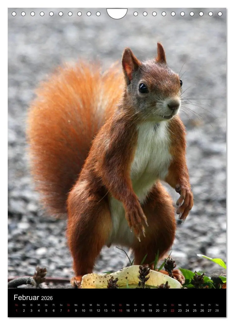 Bild: 9783516481853 | Eichhörnchen (Wandkalender 2026 DIN A4 hoch), CALVENDO Monatskalender