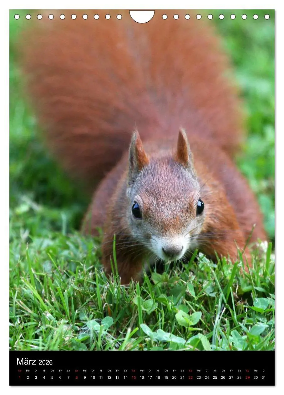 Bild: 9783516481853 | Eichhörnchen (Wandkalender 2026 DIN A4 hoch), CALVENDO Monatskalender