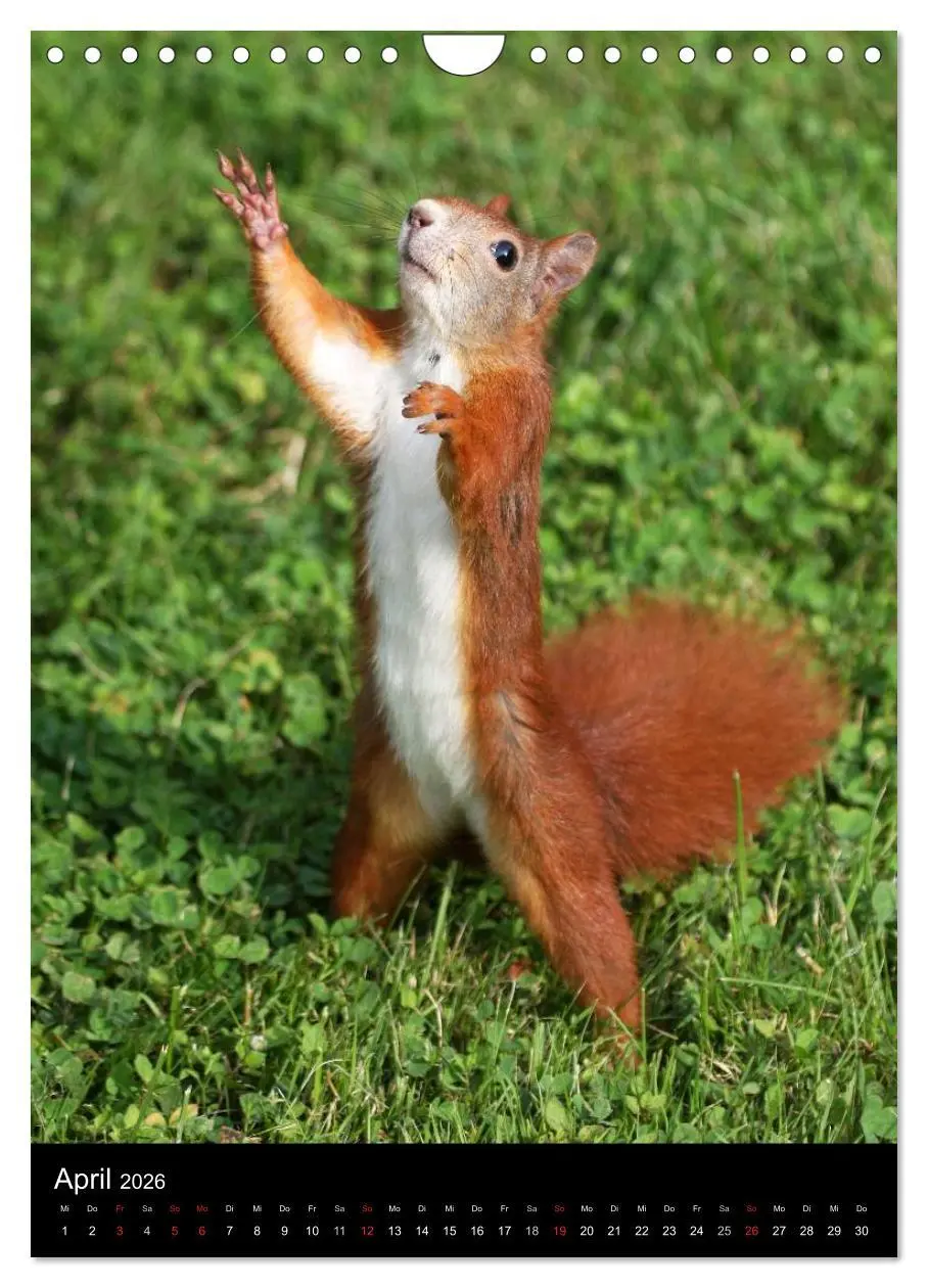 Bild: 9783516481853 | Eichhörnchen (Wandkalender 2026 DIN A4 hoch), CALVENDO Monatskalender