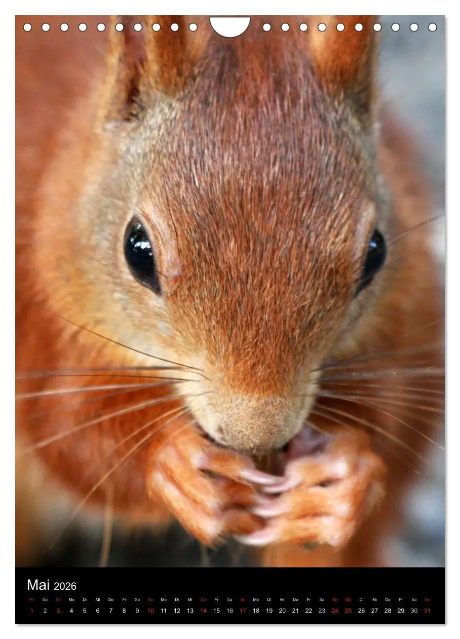 Bild: 9783516481853 | Eichhörnchen (Wandkalender 2026 DIN A4 hoch), CALVENDO Monatskalender