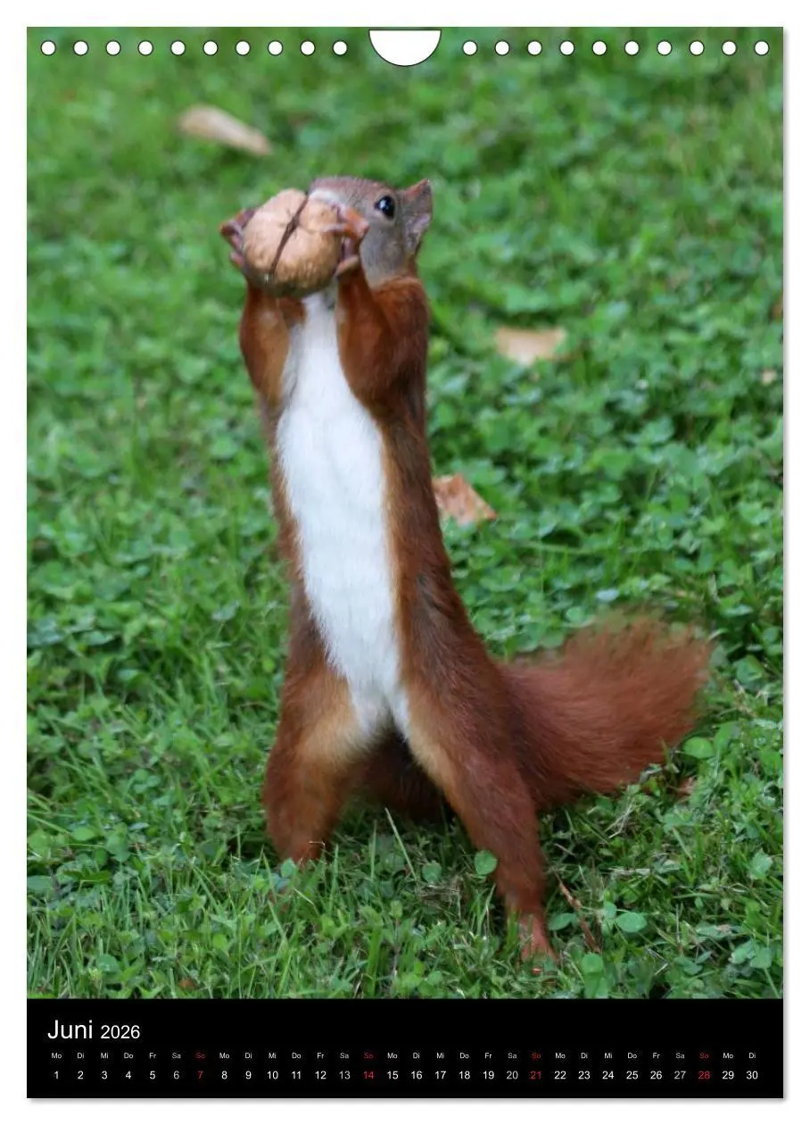 Bild: 9783516481853 | Eichhörnchen (Wandkalender 2026 DIN A4 hoch), CALVENDO Monatskalender