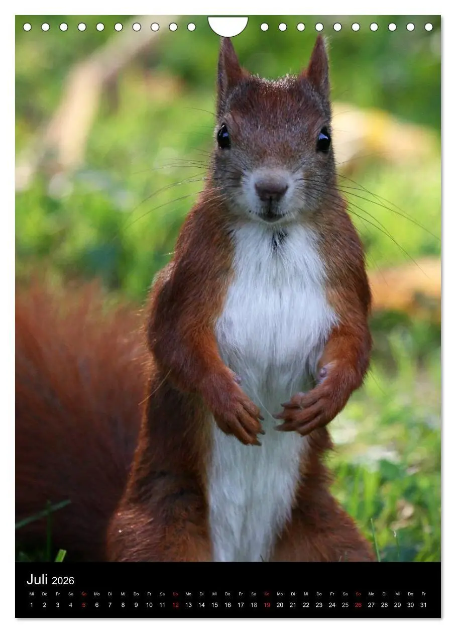Bild: 9783516481853 | Eichhörnchen (Wandkalender 2026 DIN A4 hoch), CALVENDO Monatskalender