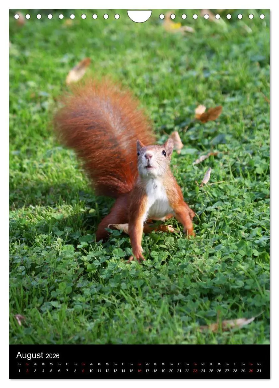 Bild: 9783516481853 | Eichhörnchen (Wandkalender 2026 DIN A4 hoch), CALVENDO Monatskalender