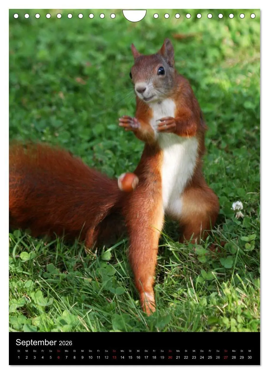 Bild: 9783516481853 | Eichhörnchen (Wandkalender 2026 DIN A4 hoch), CALVENDO Monatskalender