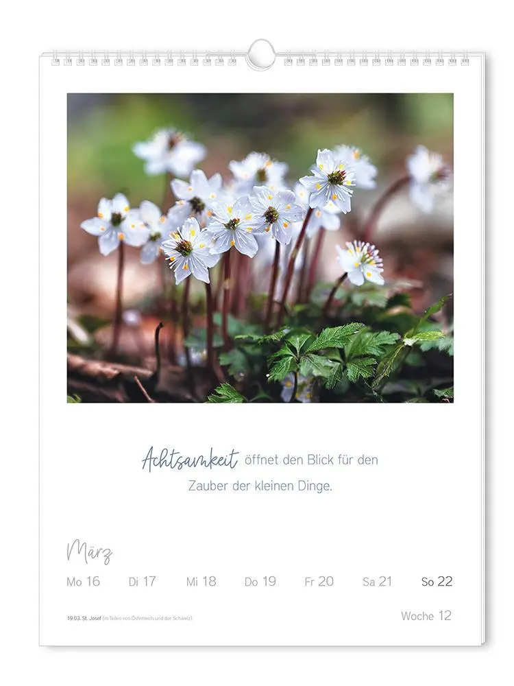 Bild: 9783986361853 | Wochenkalender 2026 LebensWeisheiten | Wochenkalender groß | Original