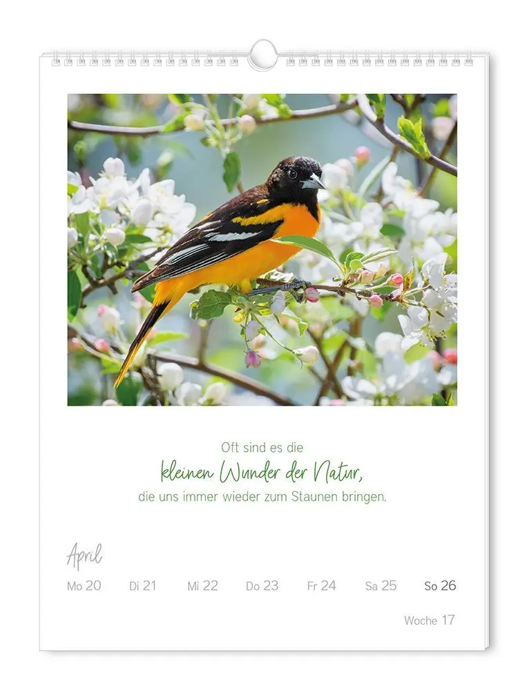 Bild: 9783986361853 | Wochenkalender 2026 LebensWeisheiten | Wochenkalender groß | Original