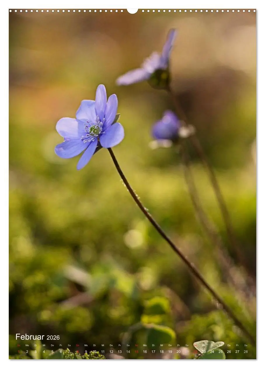 Bild: 9783516432053 | NATUR PUR Kleine Blumen am Wegesrand (Wandkalender 2026 DIN A2...