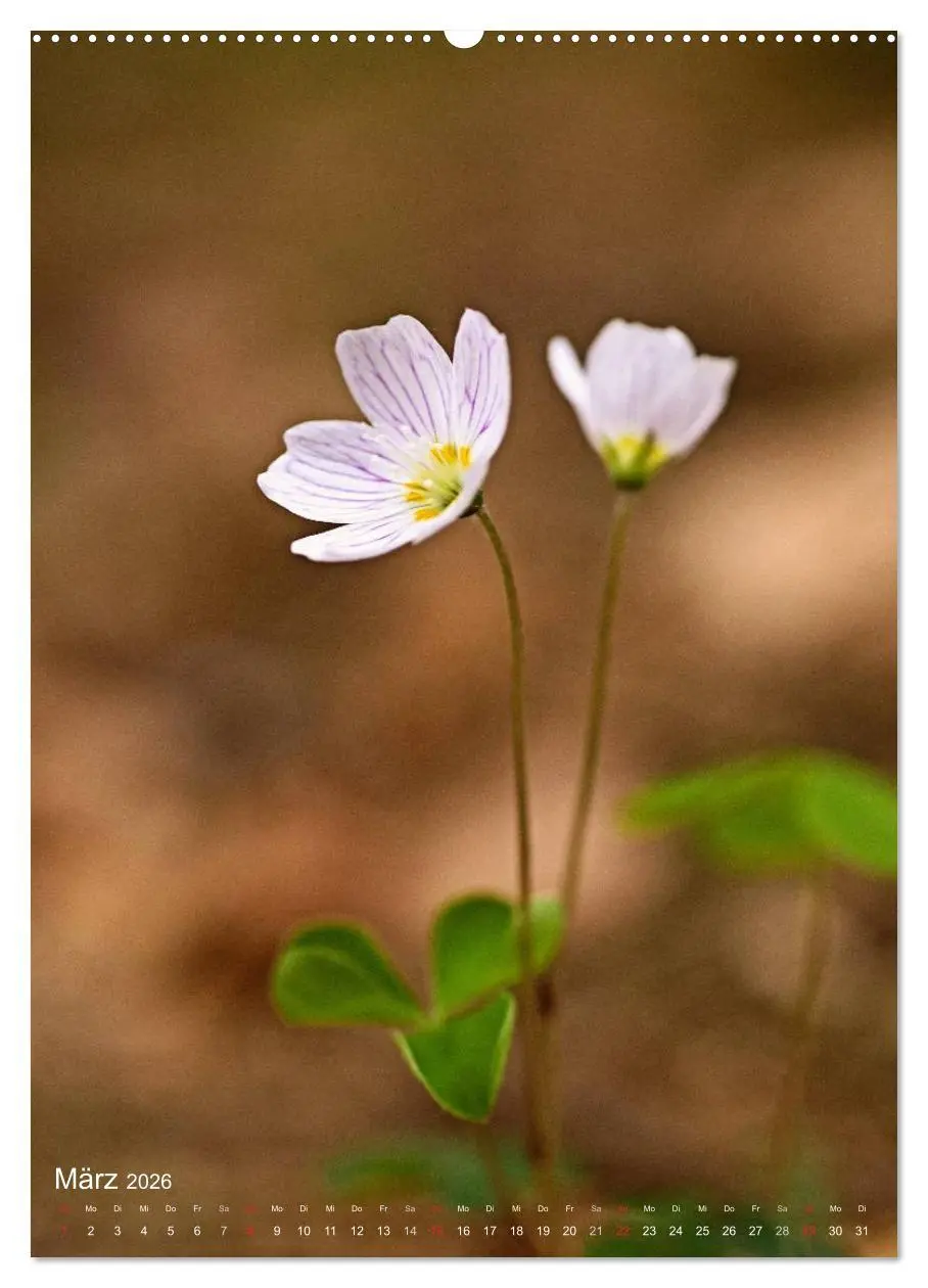 Bild: 9783516432053 | NATUR PUR Kleine Blumen am Wegesrand (Wandkalender 2026 DIN A2...