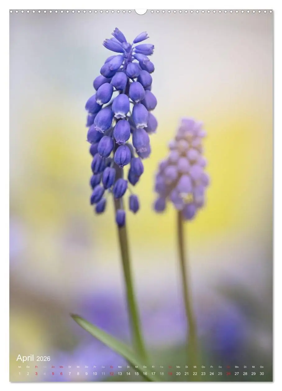 Bild: 9783516432053 | NATUR PUR Kleine Blumen am Wegesrand (Wandkalender 2026 DIN A2...