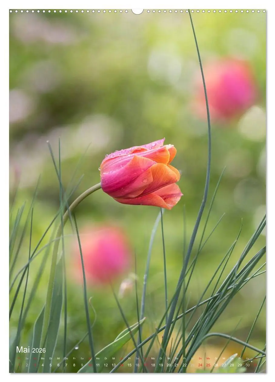 Bild: 9783516432053 | NATUR PUR Kleine Blumen am Wegesrand (Wandkalender 2026 DIN A2...