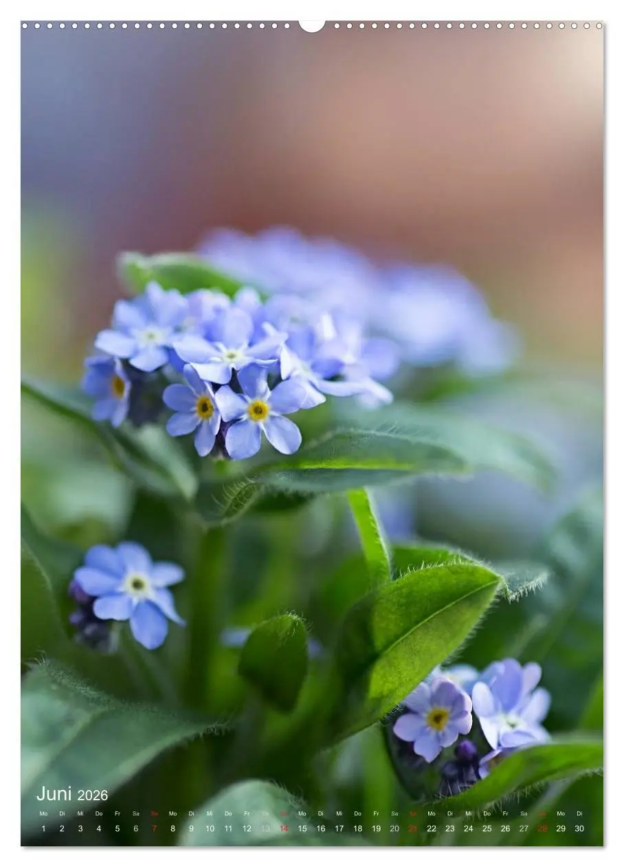 Bild: 9783516432053 | NATUR PUR Kleine Blumen am Wegesrand (Wandkalender 2026 DIN A2...