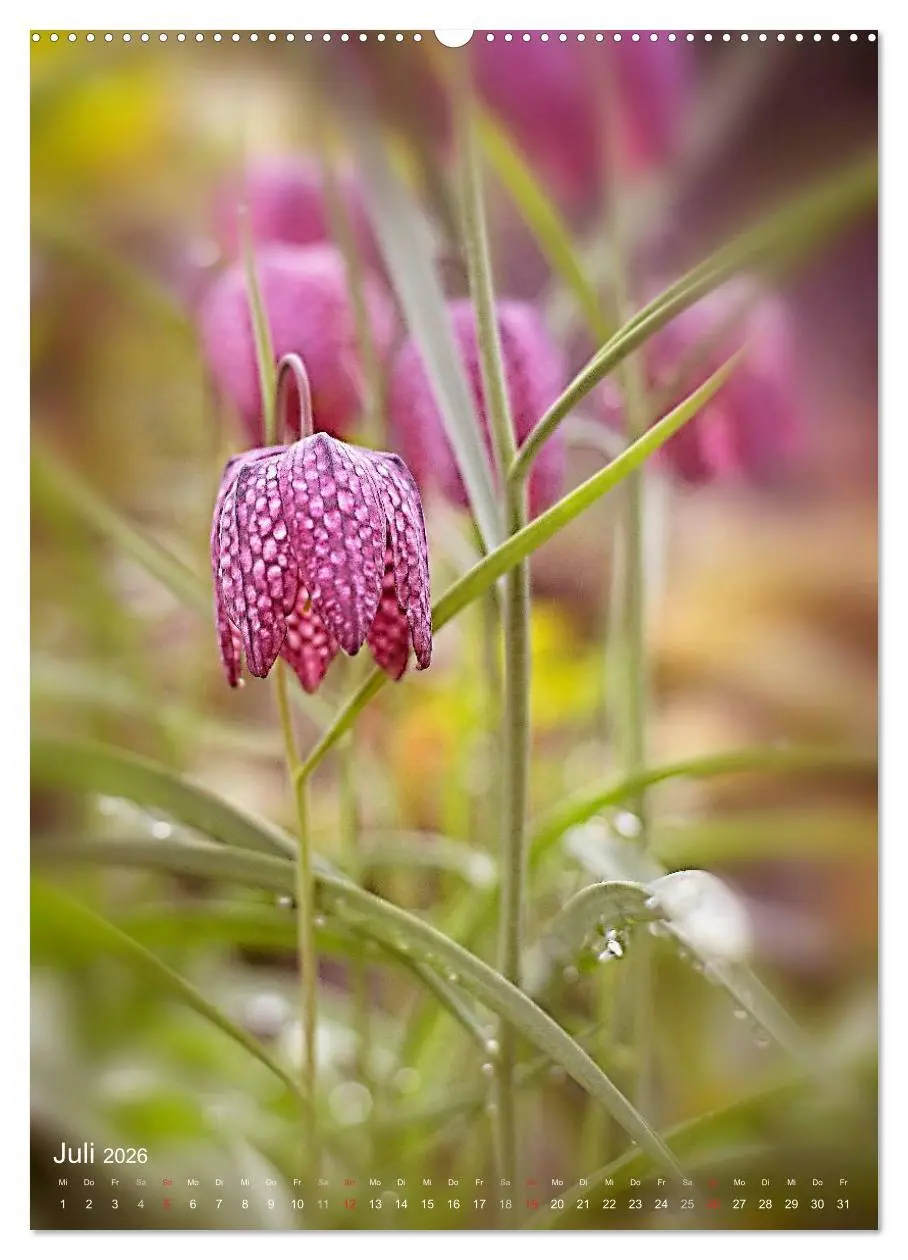 Bild: 9783516432053 | NATUR PUR Kleine Blumen am Wegesrand (Wandkalender 2026 DIN A2...