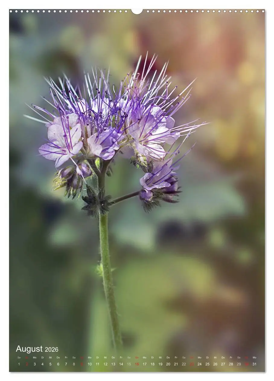 Bild: 9783516432053 | NATUR PUR Kleine Blumen am Wegesrand (Wandkalender 2026 DIN A2...