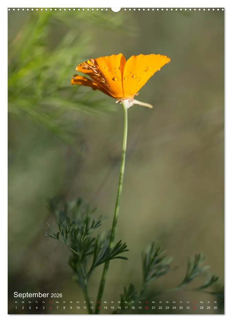 Bild: 9783516432053 | NATUR PUR Kleine Blumen am Wegesrand (Wandkalender 2026 DIN A2...