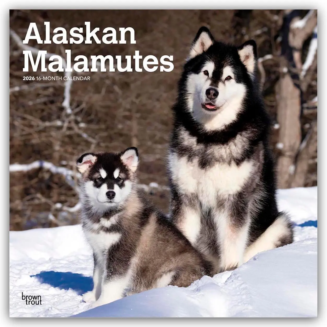 Cover: 9798330702053 | Alaskan Malamutes 2026 - 16-Monatskalender | Browntrout Publishers
