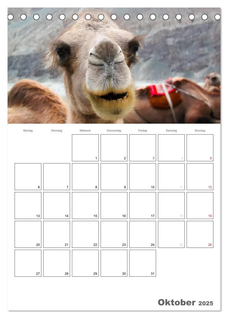 Bild: 9783457022153 | Kamel Porträt (Tischkalender 2025 DIN A5 hoch), CALVENDO...