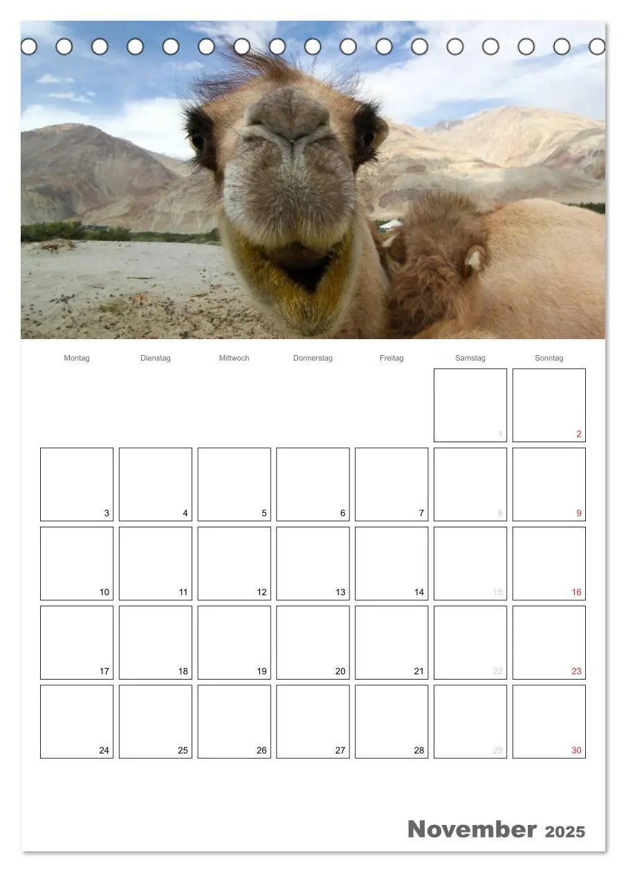 Bild: 9783457022153 | Kamel Porträt (Tischkalender 2025 DIN A5 hoch), CALVENDO...