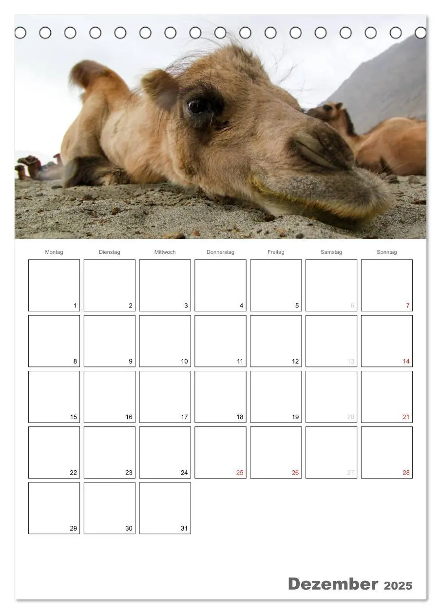 Bild: 9783457022153 | Kamel Porträt (Tischkalender 2025 DIN A5 hoch), CALVENDO...