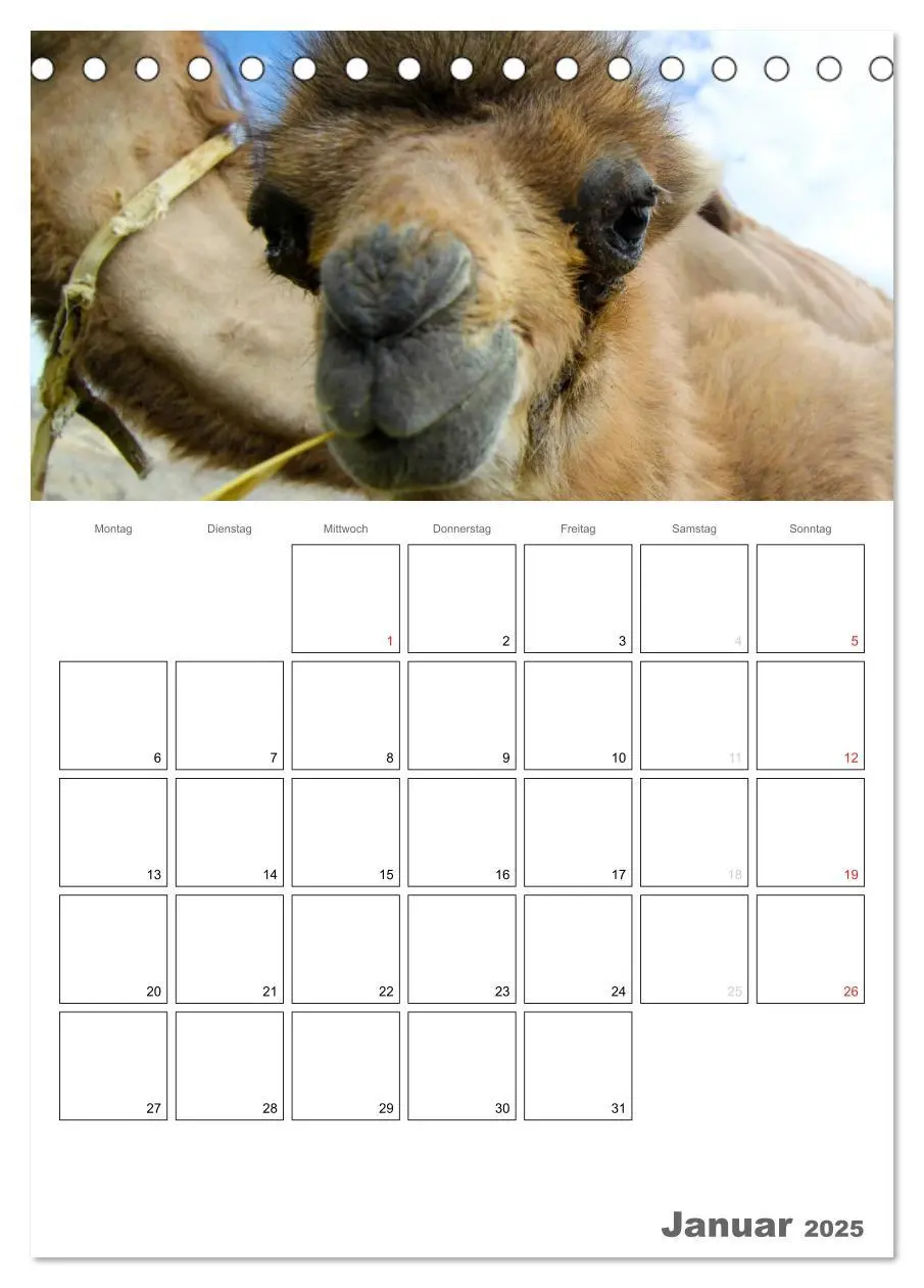 Bild: 9783457022153 | Kamel Porträt (Tischkalender 2025 DIN A5 hoch), CALVENDO...