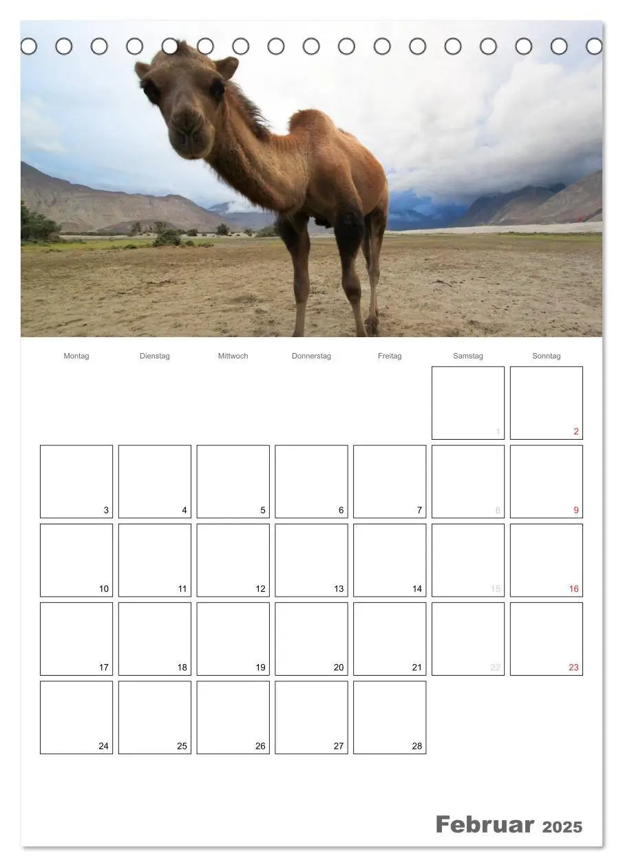 Bild: 9783457022153 | Kamel Porträt (Tischkalender 2025 DIN A5 hoch), CALVENDO...