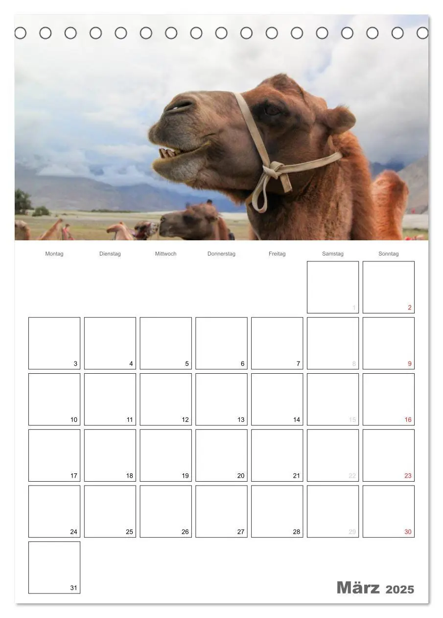 Bild: 9783457022153 | Kamel Porträt (Tischkalender 2025 DIN A5 hoch), CALVENDO...