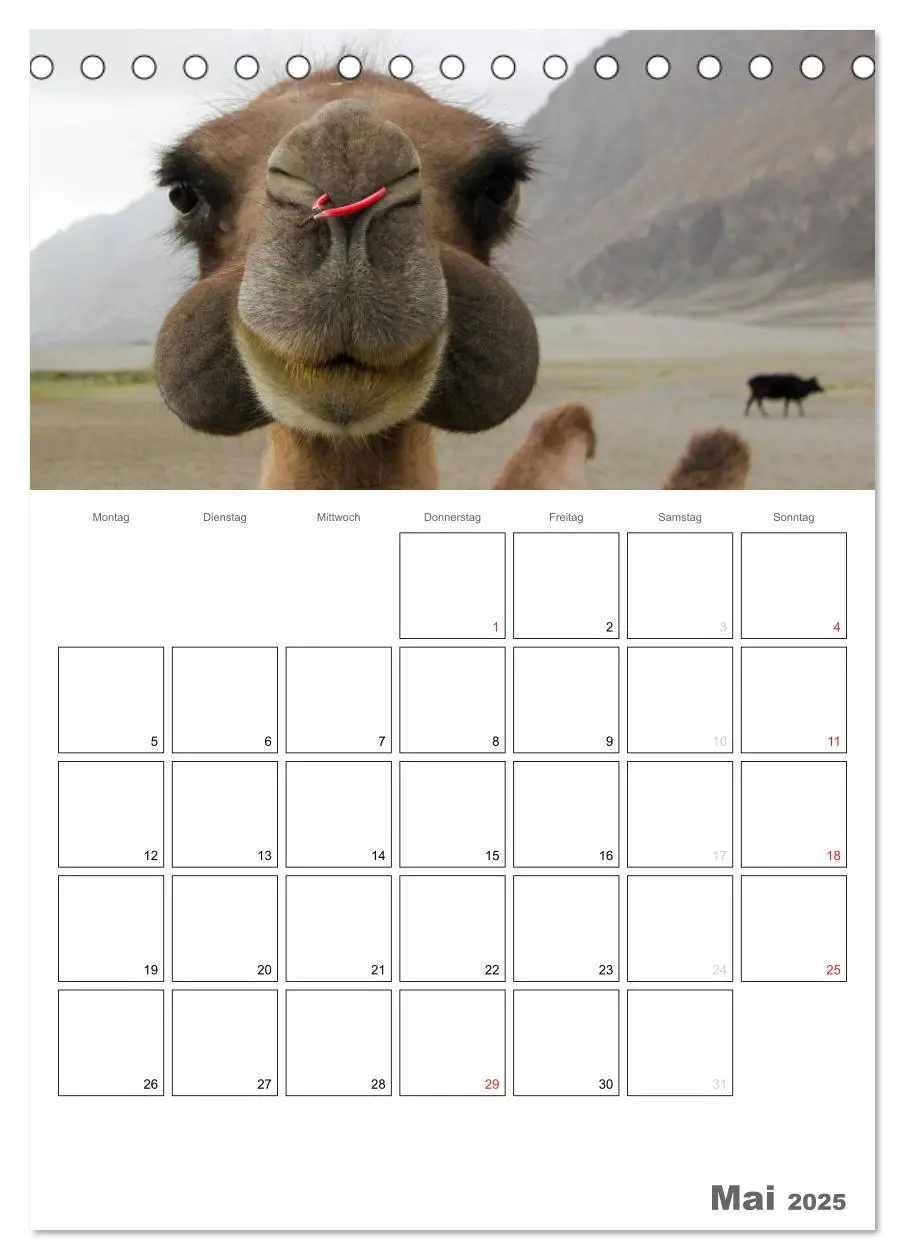 Bild: 9783457022153 | Kamel Porträt (Tischkalender 2025 DIN A5 hoch), CALVENDO...