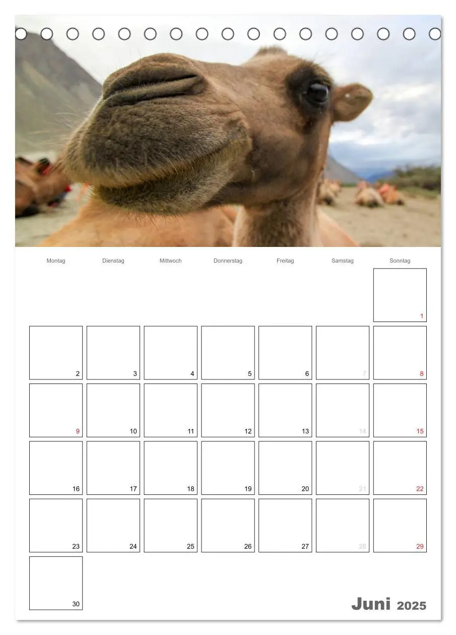 Bild: 9783457022153 | Kamel Porträt (Tischkalender 2025 DIN A5 hoch), CALVENDO...
