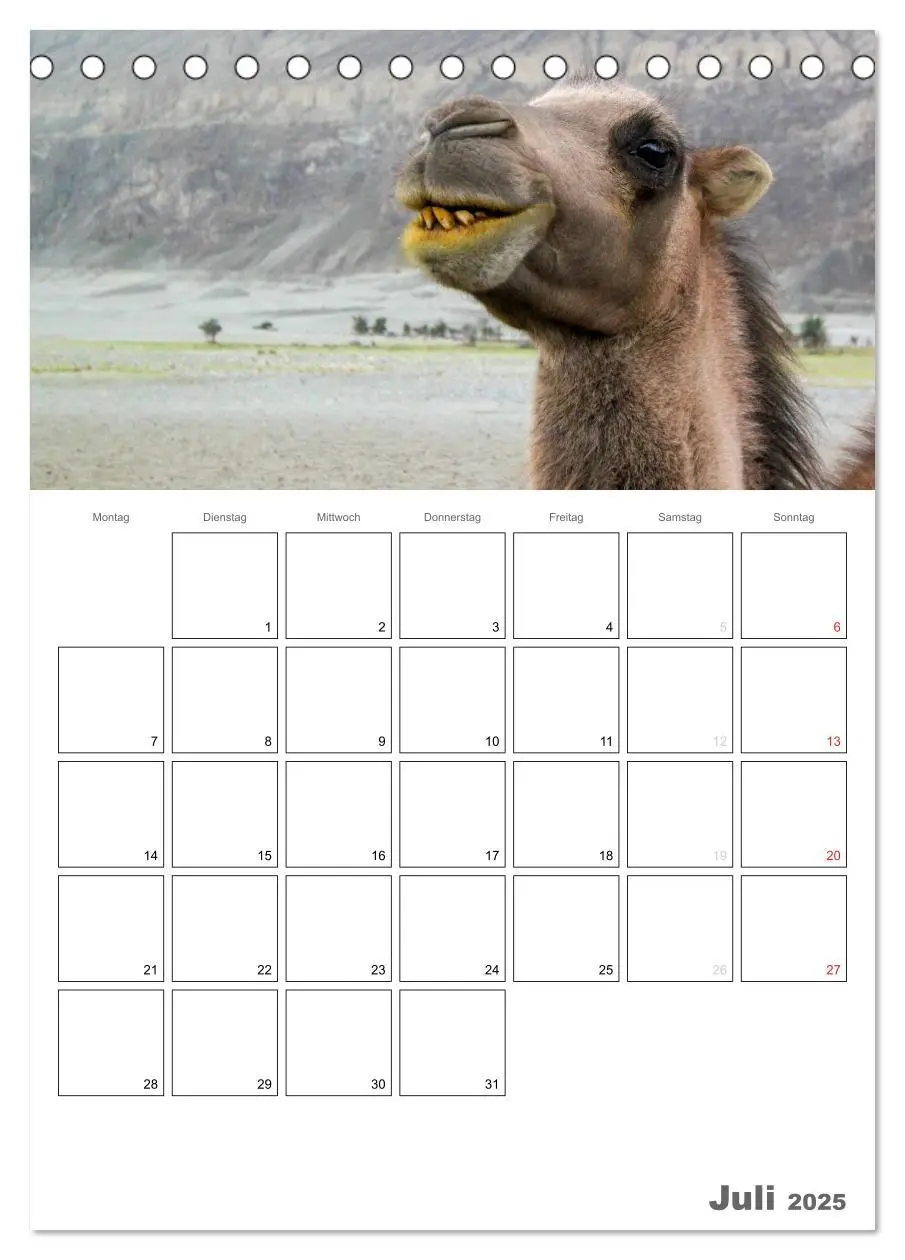 Bild: 9783457022153 | Kamel Porträt (Tischkalender 2025 DIN A5 hoch), CALVENDO...